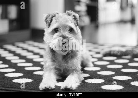 Schwarz-weiß Aufnahme eines Terrier auf dem sitzen Boden mit Blick auf die Kamera Stockfoto