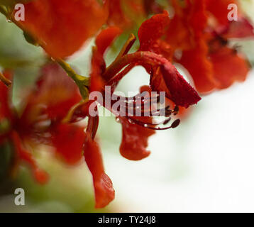 Nahaufnahme des Delonix regia, Flamboyant tree Petalen mit Wassertropfen auf. Yucatan, Mexiko Stockfoto