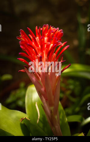 Rot und Lila Billbergia pyramidalis Bromelie Bloom, Yucatan, Mexiko. Stockfoto