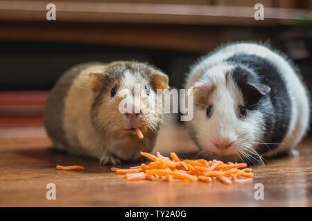 Zwei Meerschweinchen, die auf dem Holzboden Karottenstücke essen Mit einem Blick auf die Kamera Stockfoto