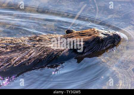 Schöne ausgewachsene Braun behaart Biber in den See. Nahaufnahme Kopf Bild von diesem Säugetier Schwimmen im klaren Wasser. Winter Szene. Stockfoto