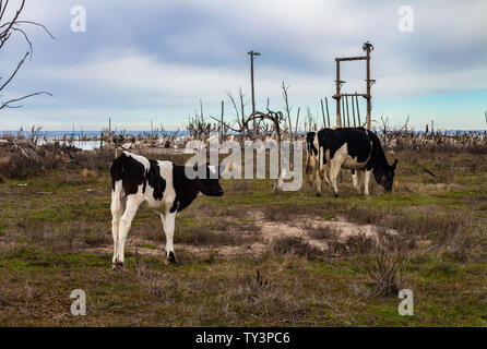 Kühe in der überfluteten Stadt Epecuen. Die Rinder in der Geisterstadt. Ruinen in der Provinz Buenos Aires. Stockfoto