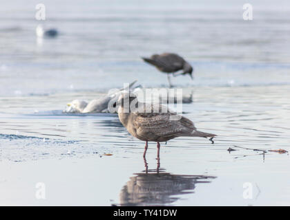 Schöne Möwe starrte auf den zugefrorenen See, die plötzlich komplett gefroren, Übernachtung. Atemberaubende Winterlandschaft, viel Eis. Braun Federn, grauen Schnabel Stockfoto