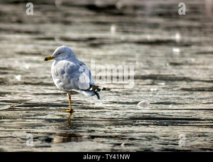 Schöne Möwe starrte auf den zugefrorenen See, die plötzlich komplett gefroren, Übernachtung. Atemberaubende Winterlandschaft, viel Eis. Bläulich grauen Federn Stockfoto