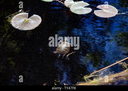 Aufnahme einer Schildkröte, die in Dunkelblau schwimmend ist Teich mit Seerosenblättern Stockfoto