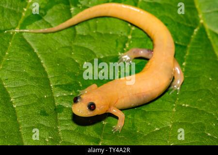 Albino Dusky Salamander Stockfoto