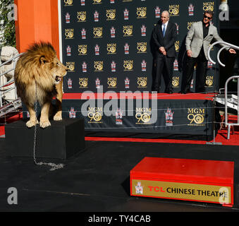 Schauspieler Sylvester Stallone (R) und Metro-Goldwyn-Mayer (MGM) CEO Gary Barber zusehen, wie MGM Maskottchen Leo der Löwe ist verewigt mit einem pfotenabdruck Zeremonie in den Vorplatz der TCL Chinese Theatre (ehemals Grauman's) in den Hollywood in Los Angeles am 22. Januar 2014. MGM begann ein Jahr lang globale Kampagne das Studio 90 zu Ehren-Legacy und Film Katalog mit der Zeremonie. UPI/Jim Ruymen Stockfoto