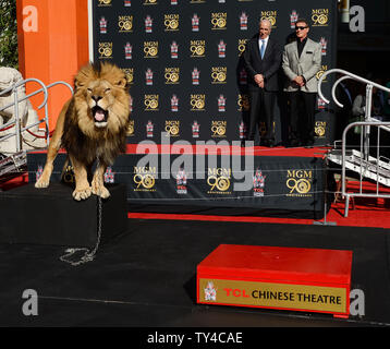 Schauspieler Sylvester Stallone (R) und Metro-Goldwyn-Mayer (MGM) CEO Gary Barber zusehen, wie MGM Maskottchen Leo der Löwe ist verewigt mit einem pfotenabdruck Zeremonie in den Vorplatz der TCL Chinese Theatre (ehemals Grauman's) in den Hollywood in Los Angeles am 22. Januar 2014. MGM begann ein Jahr lang globale Kampagne das Studio 90 zu Ehren-Legacy und Film Katalog mit der Zeremonie. UPI/Jim Ruymen Stockfoto