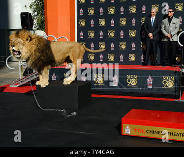 Schauspieler Sylvester Stallone (R) und Metro-Goldwyn-Mayer (MGM) CEO Gary Barber zusehen, wie MGM Maskottchen Leo der Löwe ist verewigt mit einem pfotenabdruck Zeremonie in den Vorplatz der TCL Chinese Theatre (ehemals Grauman's) in den Hollywood in Los Angeles am 22. Januar 2014. MGM begann ein Jahr lang globale Kampagne das Studio 90 zu Ehren-Legacy und Film Katalog mit der Zeremonie. UPI/Jim Ruymen Stockfoto