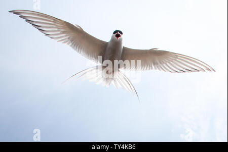 Wesselburenerkoog, Deutschland. Juni, 2019 19. Eine Küstenseeschwalbe fliegt über eine Kolonie am Eidersperrwerk. Eine Kolonie von Küsten- und Fluss Seeschwalben zieht derzeit Vogelliebhaber zum eidersperrwerk. Die Vögel die Größe der Tauben nisten ihre Nachkommen direkt neben dem Parkplatz und damit ungewöhnliche Einblicke in Ihrer Baumschule. (Dpa' Kolonie von küstenseeschwalben am Eidersperrwerk zieht Touristen") Quelle: Wolfgang Runge/dpa/Alamy leben Nachrichten Stockfoto