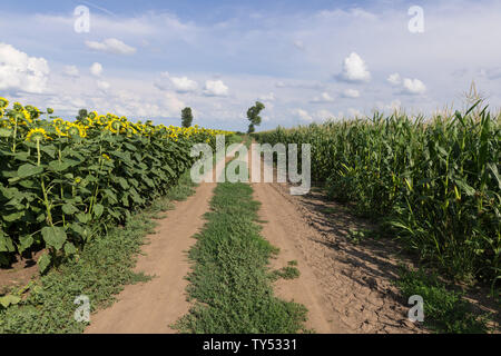 Ländliche Schlamm Straße zwischen landwirtschaftlichen Felder im Sommer. Stockfoto