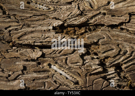 Detaillierte Ansicht von einem toten Baum und seinem Stamm nach dem Verlust der Rinde. natürliche Hintergründe, borkenkäfer Textur auf Holz. Auf Baumstamm Muster Stockfoto
