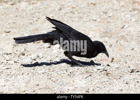 Die White-winged Alpenkrähe ist ein großer, fast vollständig schwarzer Vogel. Es hat eine gebogene Schnabel, ein rotes Auge, und einem großen weißen Flügel patch, die sichtbar wird, wenn der Stockfoto