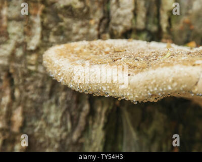 Nahaufnahme der Tropfen auf einem Baum Pilze im tarkine Regenwald wachsenden Stockfoto