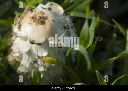 Pilz Regenschirm mit weißer Kappe. Wachsen im Wald auf dem Hintergrund der Blätter, close-up Stockfoto