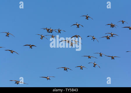 Eine Gruppe von Kanada Gänse absteigend in Richtung zu einem Teich. Stockfoto