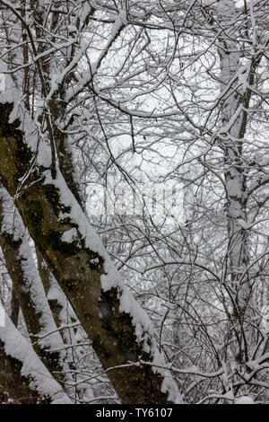 Schöne verschneite Bäume im Winter, Niederlassungen schwere mit frischen, weißen Schnee. In Schneefall. Toller Hintergrund für den Winter. Braun Bäume Contra Stockfoto