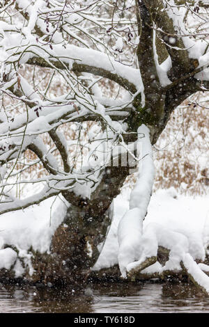 Schöne verschneite Bäume im Winter, Niederlassungen schwere mit frischen, weißen Schnee. In Schneefall. Toller Hintergrund für den Winter. Braun Bäume Contra Stockfoto