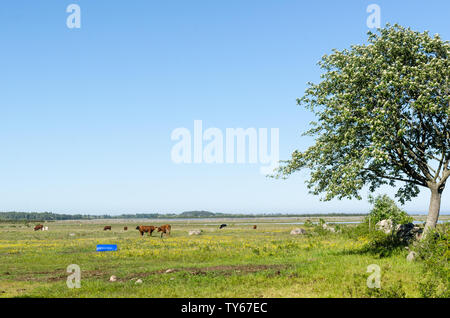 Man Vieh in einem schönen coastland von Frühling an der Küste der Ostsee auf der schwedischen Insel Oland Stockfoto