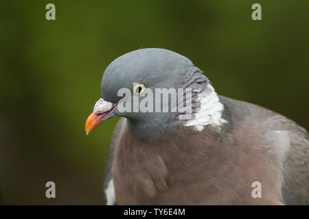 Ein Kopf eines hübschen Woodpigeon, Columba Palumbus. Stockfoto