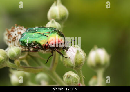 Eine hübsche Rose Käfer oder die Grüne rose Käfer Käfer, Cetonia aurata, nectaring auf einem dornbusch Blume. Stockfoto
