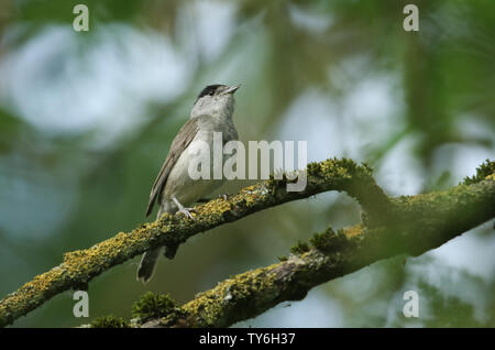 Eine atemberaubende männliche Mönchsgrasmücke, Sylvia atricapilla, über eine Zweigniederlassung, die in einem Baum in Flechten und Moos bedeckt thront. Stockfoto