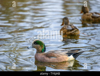 Männliche Amerikanische pfeifente Enten schwimmen im Winter. Braun und Orange gefiederte Ente mit grünen Flecken am Kopf. Wasser Reflexion. Andere Enten in zurück Stockfoto