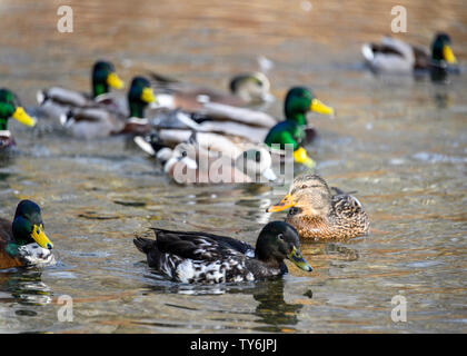 Manky stockente Männliche Ente schwimmen im Winter. Weiße Flecke auf Schwarz Körper. Hybrid Ente. Von anderen Enten umgeben. Wasser Reflexion. Viele Enten Stockfoto