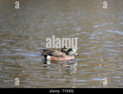 Männliche und weibliche amerikanische Pfeifente Enten schwimmen im Winter. Paar braun und orange Enten. Männchen hat grünen Flecken am Kopf. Wasser Reflexion. Stockfoto