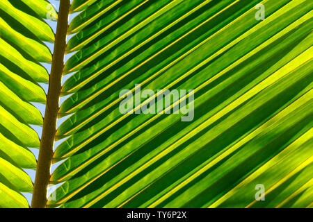 Coconut Blätter gegen Sonnenlicht, in der Nähe zu sehen. Tropische Konzept. Stockfoto