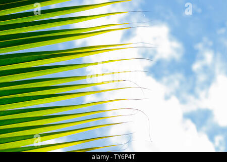 Kokos-blätter gegen den blauen Himmel an einem sonnigen Tag mit Platz kopieren. Ferienhäuser und sonnige Destinationen. Stockfoto