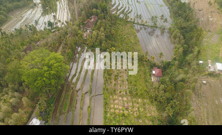 Reisfelder, landwirtschaftliche Flächen mit Felder mit Getreide, Bäume im Berghang. luftaufnahme Ackerland mit Reis Terrasse landwirtschaftliche Nutzpflanzen in Landschaft Indonesien Stockfoto