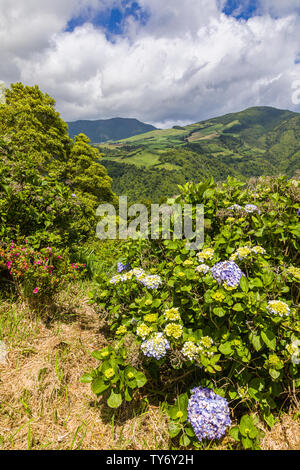 Wild wachsende Hortensien auf Sao Miguel, Azoren Archipel, Portugal Stockfoto