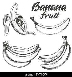 Bananen Obst set Hand gezeichnet Vektor-illustration Skizze Stock Vektor