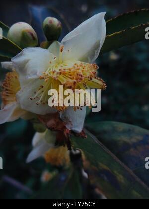 Camellia im späten Herbst Stockfoto