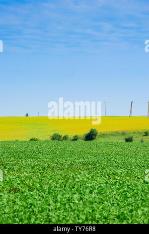 Grüne Sojabohnen wachsen auf dem Feld im Frühsommer Stockfoto