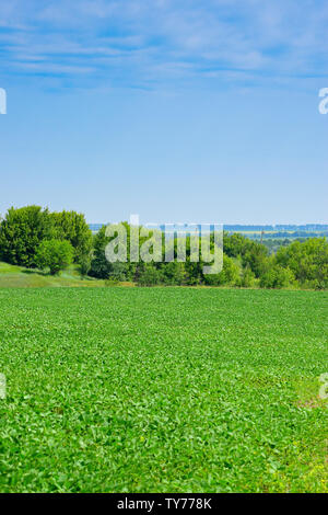 Grüne Sojabohnen wachsen auf dem Feld im Frühsommer Stockfoto