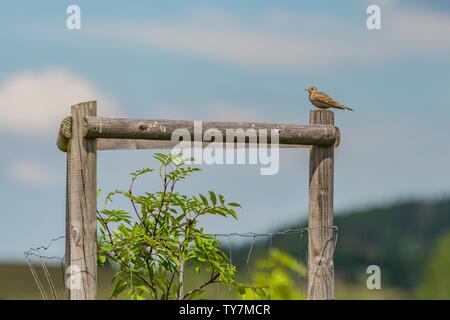 Feldlerche, eine kleine braune Vogel hocken auf hölzerne Stange in einer Weide mit grüner Baum an einem sonnigen Frühlingstag. Blauer Himmel mit Wolken im Hintergrund. Stockfoto