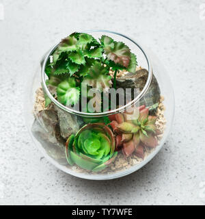 Zimmerpflanzen im florarium. Mini home Garten Konzept Stockfoto