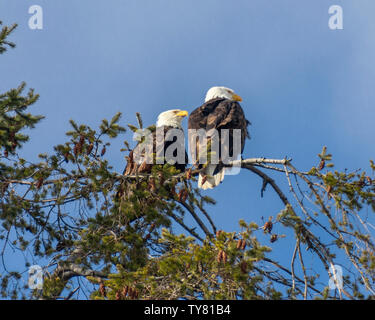 Schöne Weißkopfseeadler auf einem Baum. Klarer, blauer Himmel für den Hintergrund, Typischer weißer Kopf, weißer gerillter Raptor mit braunem Körper. Wind geblasene Federn Stockfoto