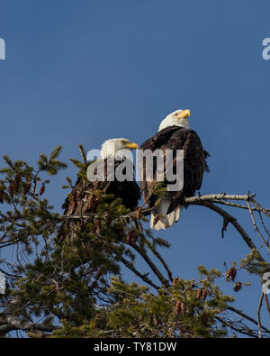 Schöne Weißkopfseeadler auf einem Baum. Klarer, blauer Himmel für den Hintergrund, Typischer weißer Kopf, weißer gerillter Raptor mit braunem Körper. Wind geblasene Federn Stockfoto