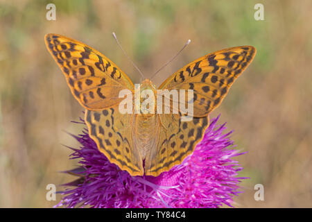 In der Nähe von Silber - gewaschen Fritillaryschmetterling sitzen auf Thistle Stockfoto