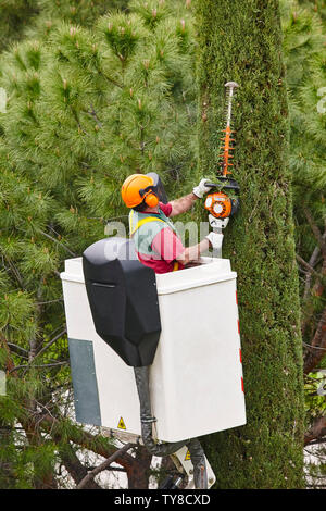 Arbeitnehmer beschneiden ein Baum auf einem Kran ausgestattet. Gartenbau arbeitet Stockfoto