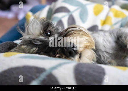 Zwergschnauzer schlafen und ruhen auf dem Sessel Stockfoto