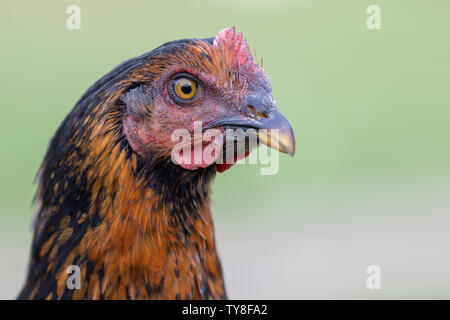 Close up Portrait von Geflügel mit schönen großen Schnabel auf die Unschärfe, grüner Hintergrund Stockfoto
