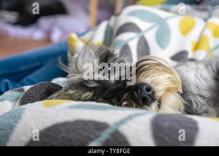 Zwergschnauzer schlafen und ruhen auf dem Sessel Stockfoto