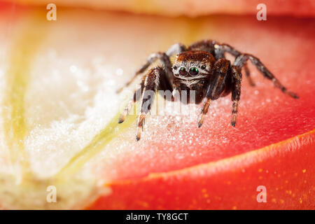 Jumping spider und Tomaten Stockfoto