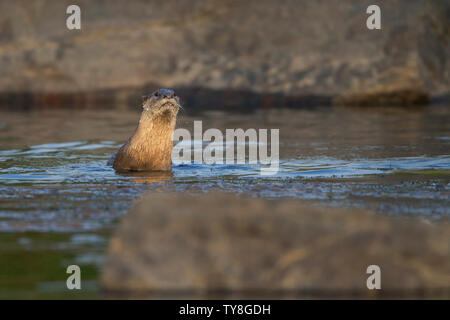 Das Bild der Glatte beschichtete Fischotter (Lutrogale perspicillata) wurde im Chambal, Rajasthan, Indien Stockfoto