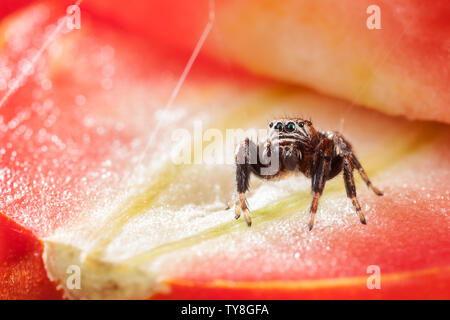 Jumping spider und Tomaten Stockfoto