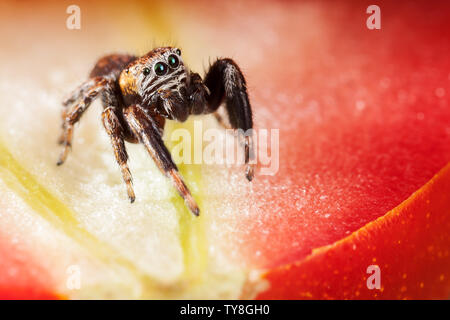 Jumping spider und Tomaten Stockfoto